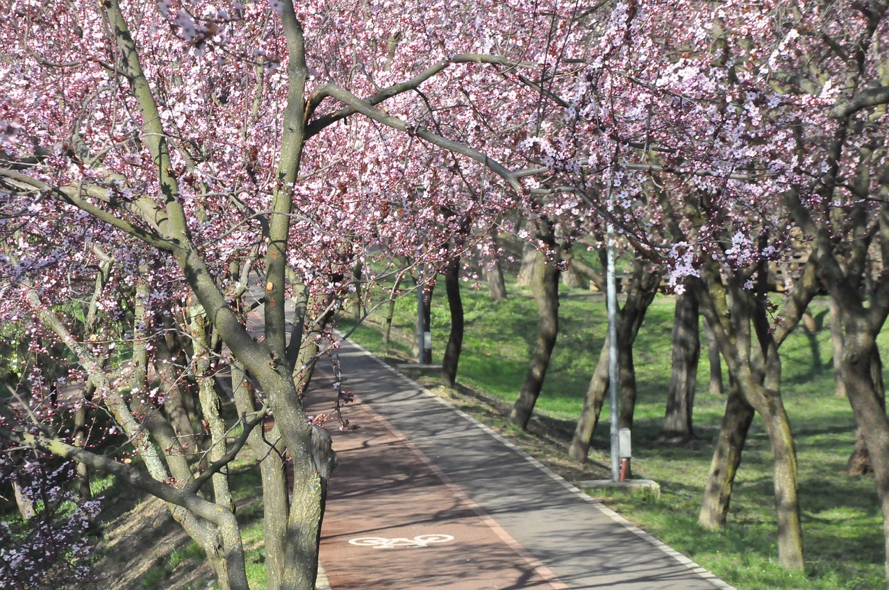 path park spring free photo