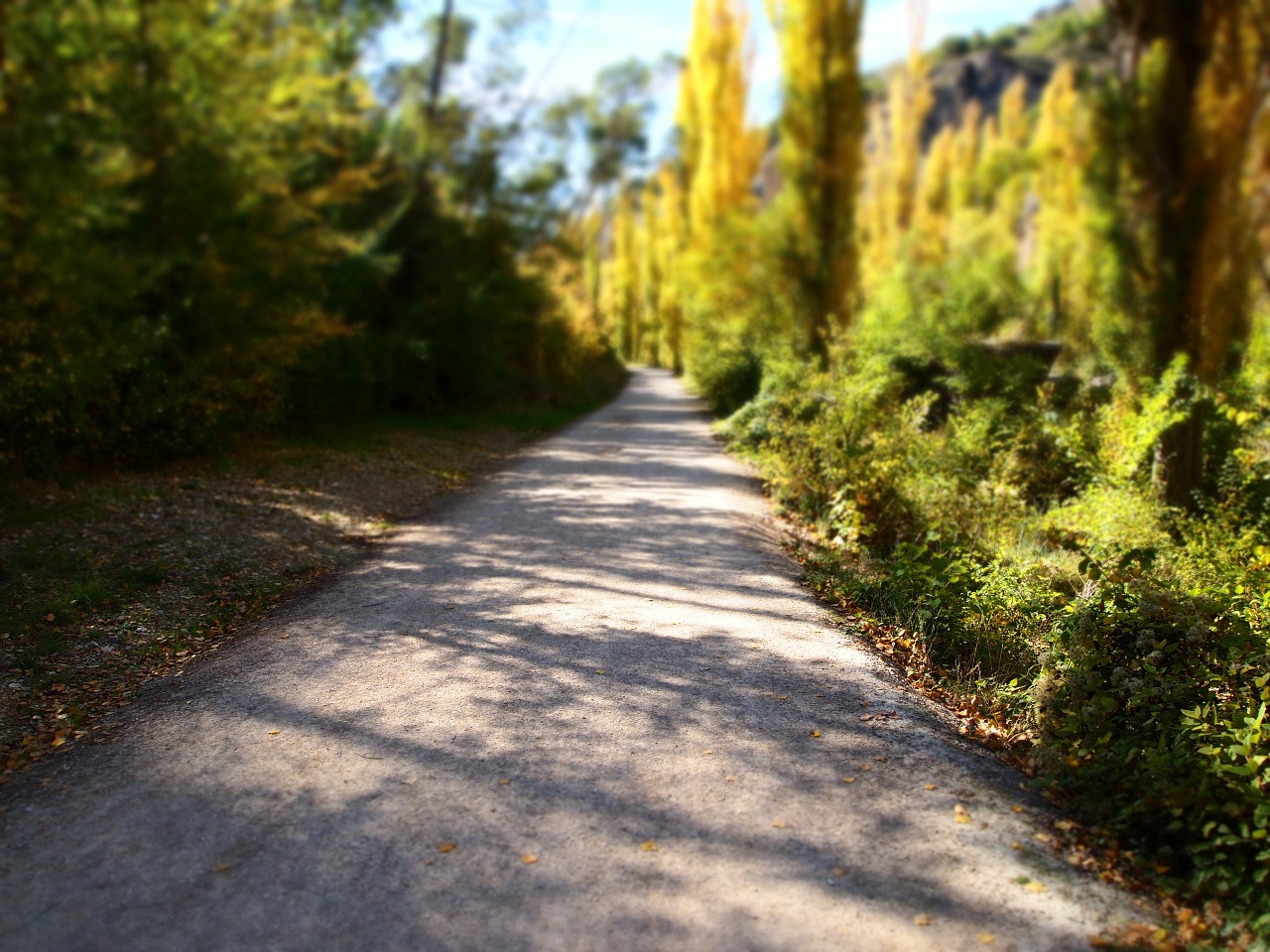 path route autumn free photo