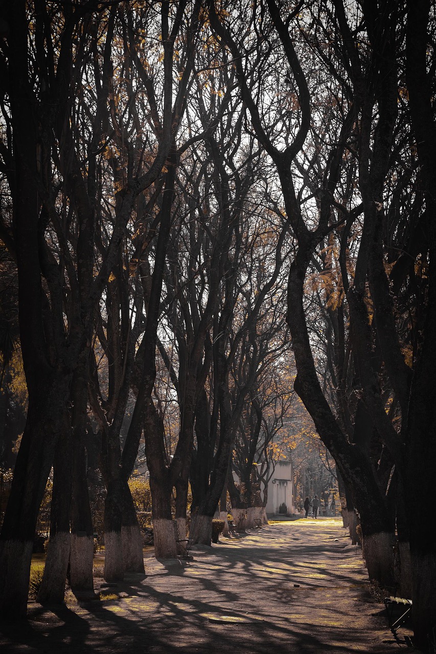 path trees landscape free photo