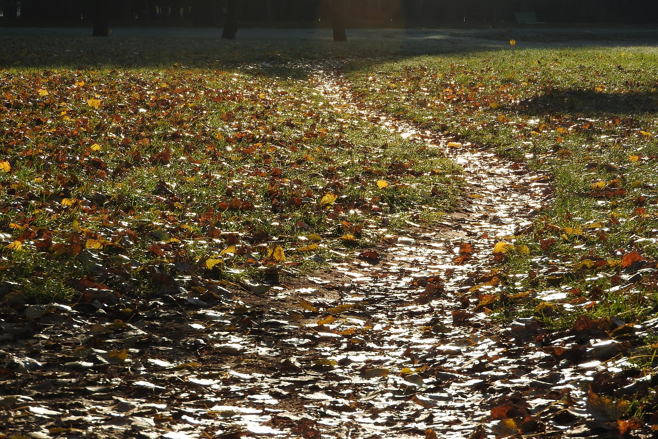 path fallen leaves the path covered with leaves free photo