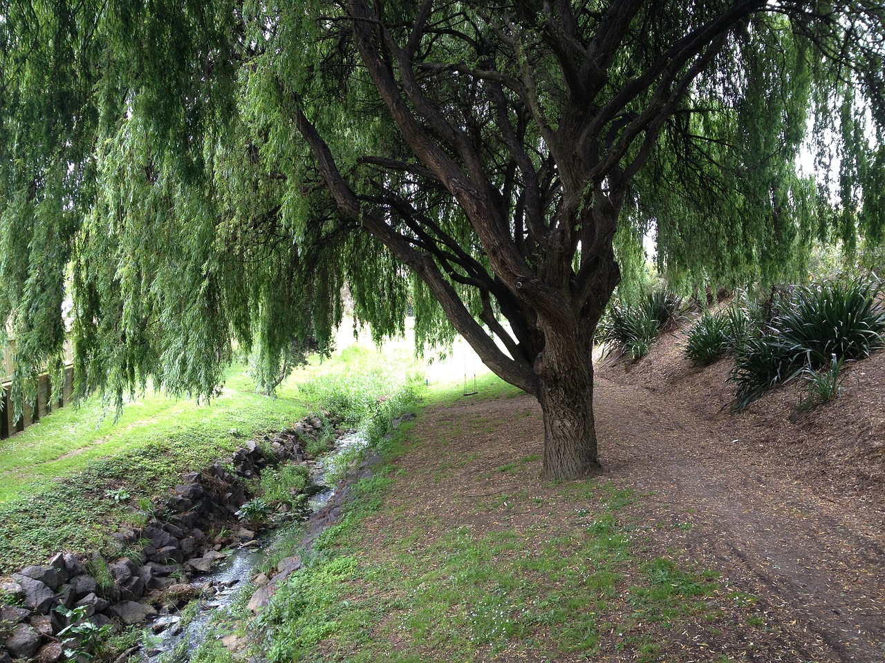 path willow tree free photo