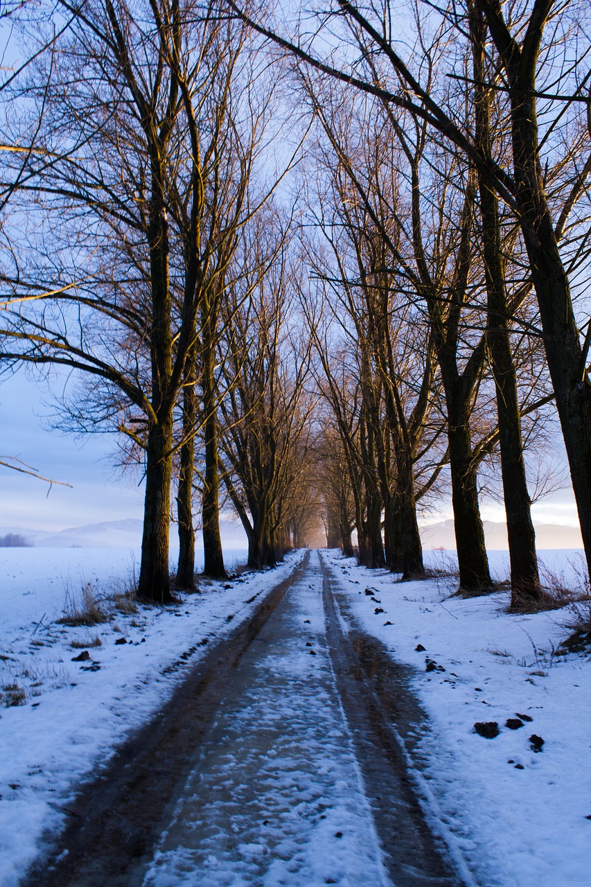 path trees snow free photo