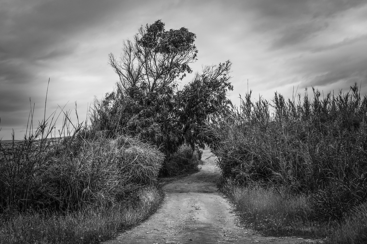 path dirt road countryside free photo