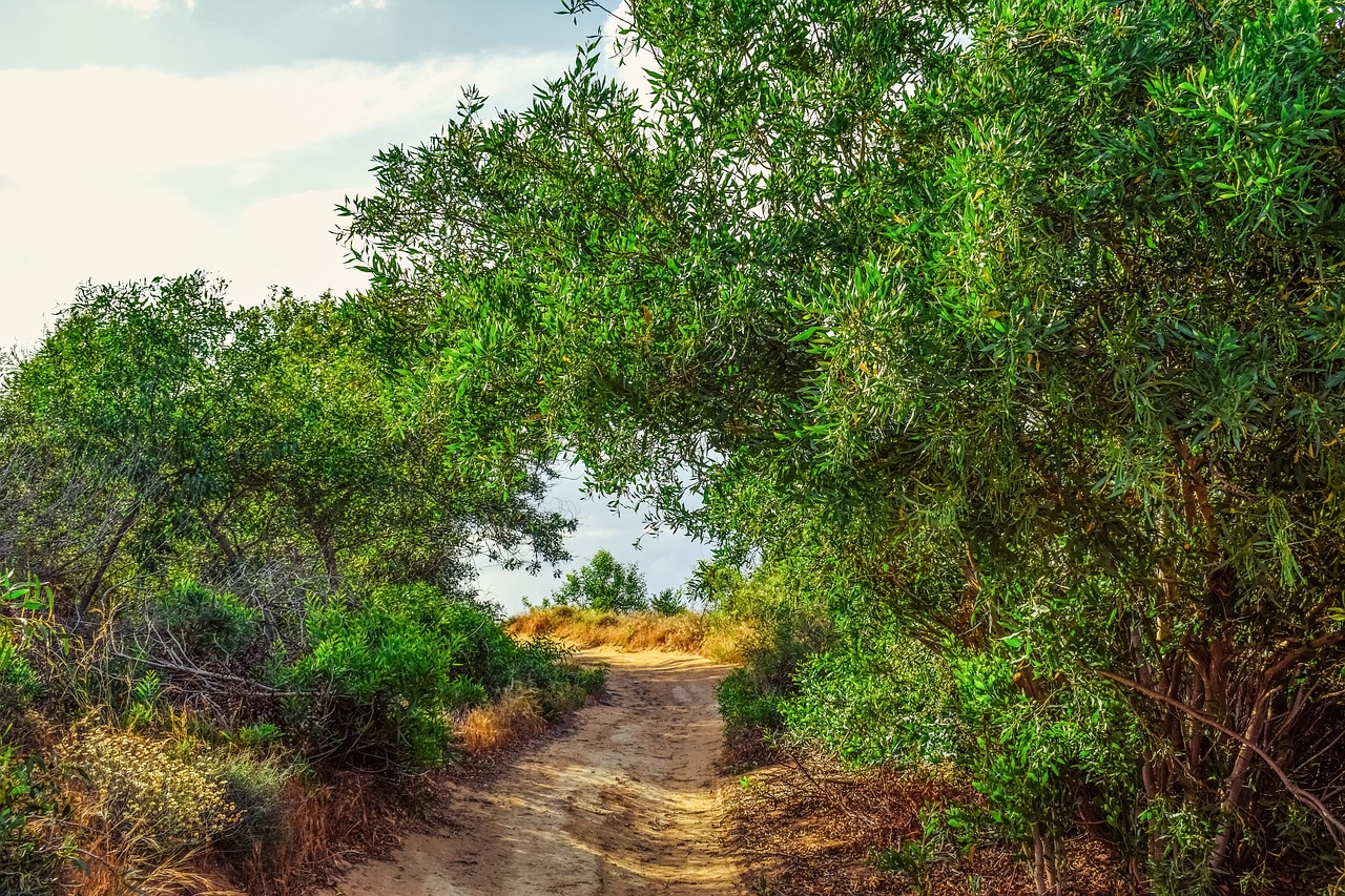 path trees nature free photo