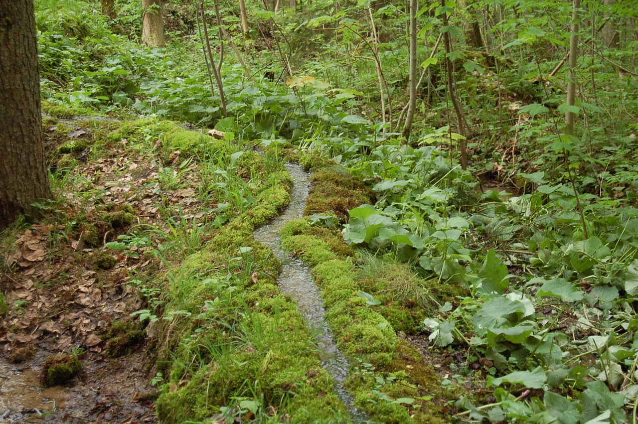 path away singletrail free photo