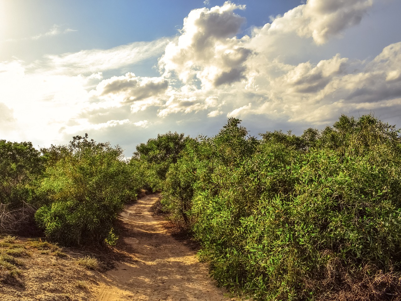 path trees clouds free photo