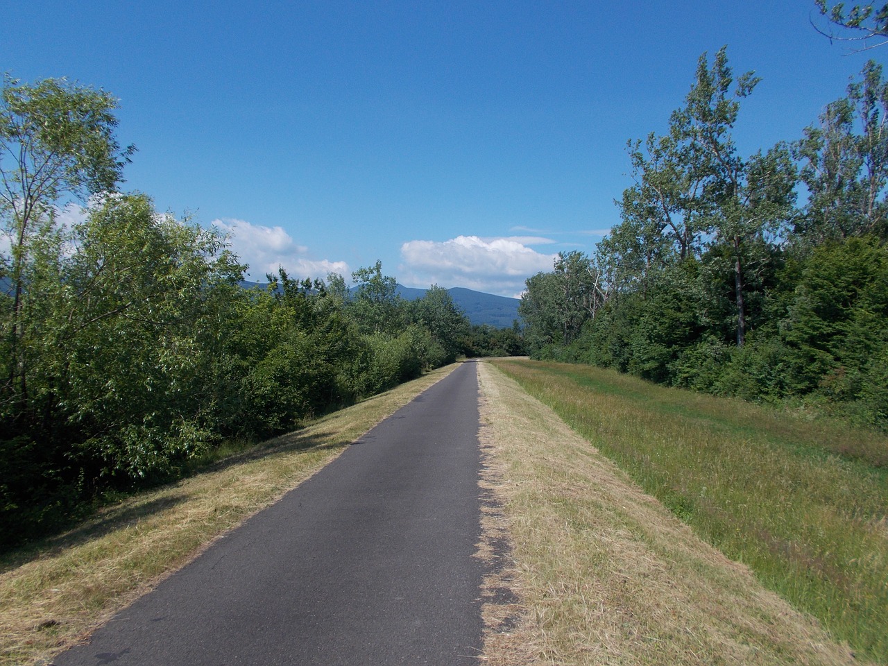 path forest nature free photo