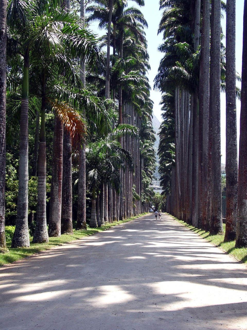 path trees nature free photo