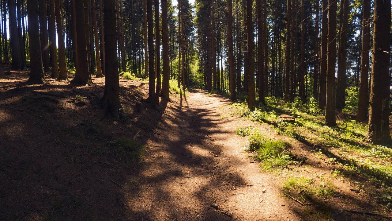 path forest forest road free photo