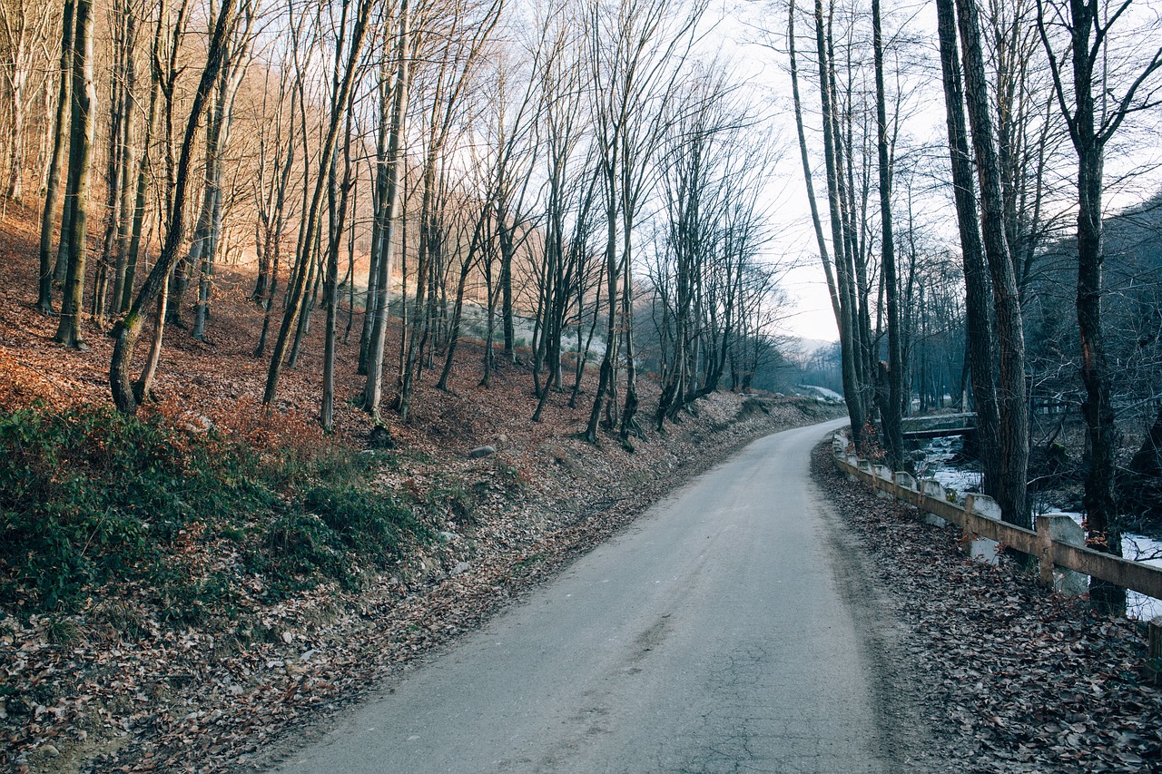 path road trees free photo