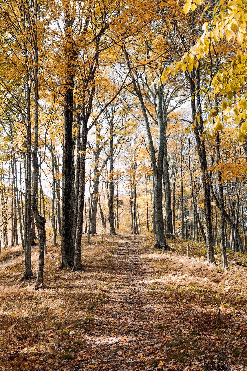 path trees plant free photo