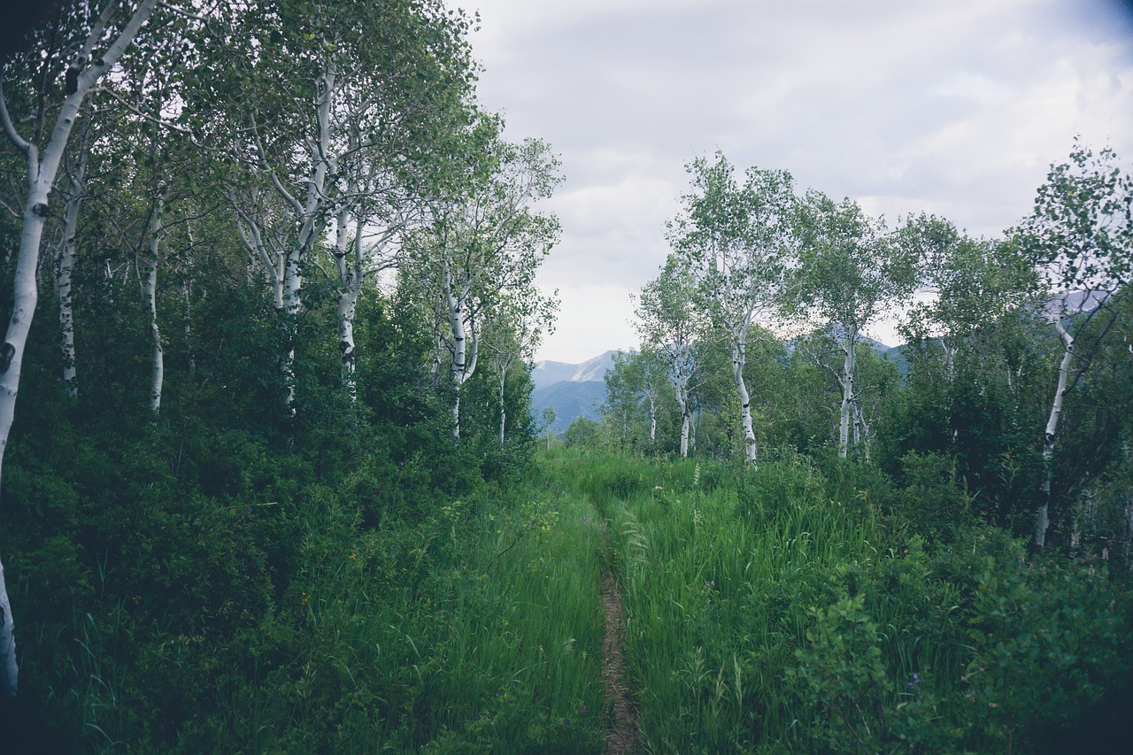 path green grass free photo