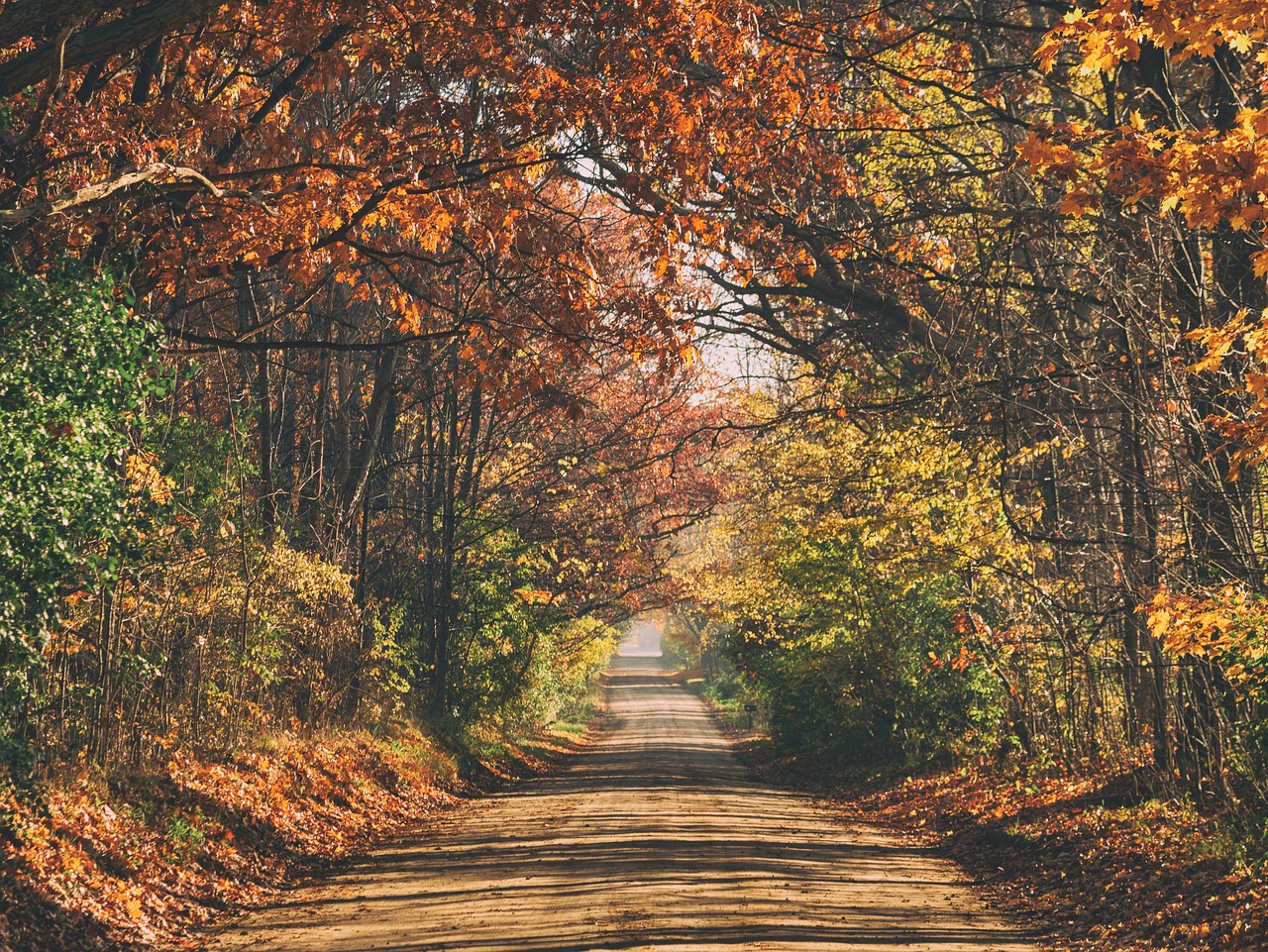 path road trees free photo