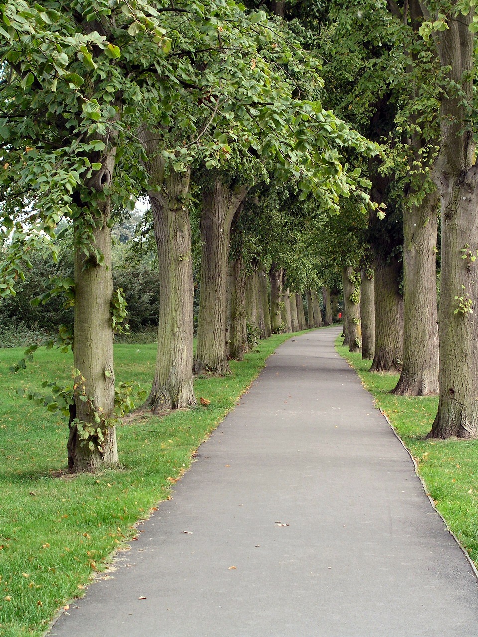 path trees park free photo