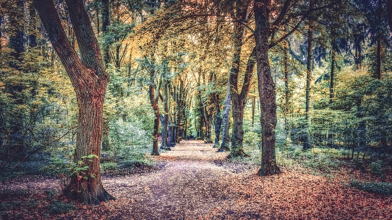 path outdoor forest free photo