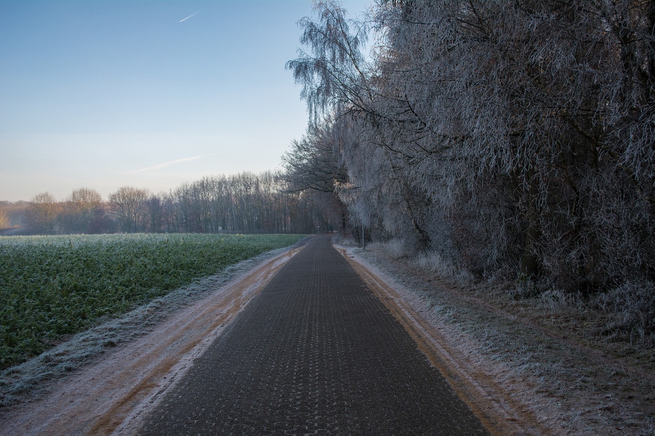 path forest way free photo