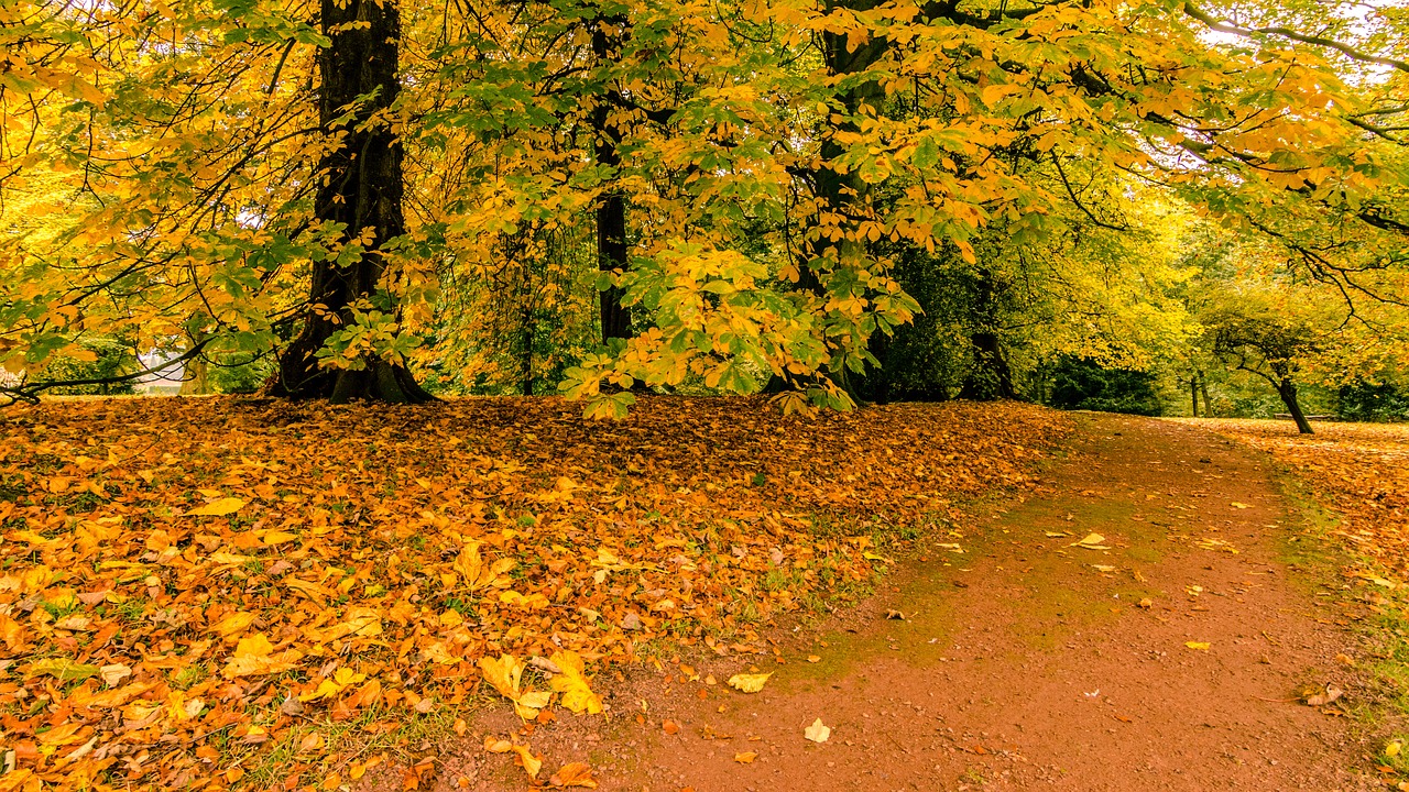 path fall autumn free photo