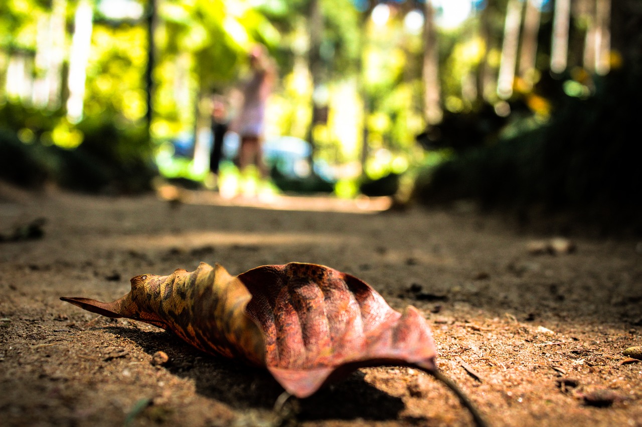 path leaves nature free photo