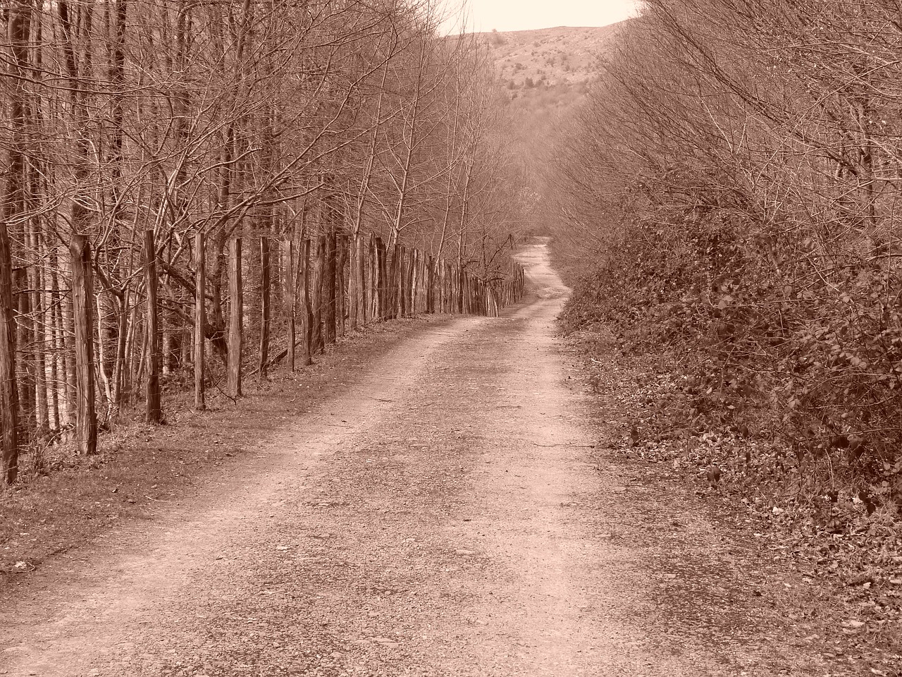 path sepia nature free photo