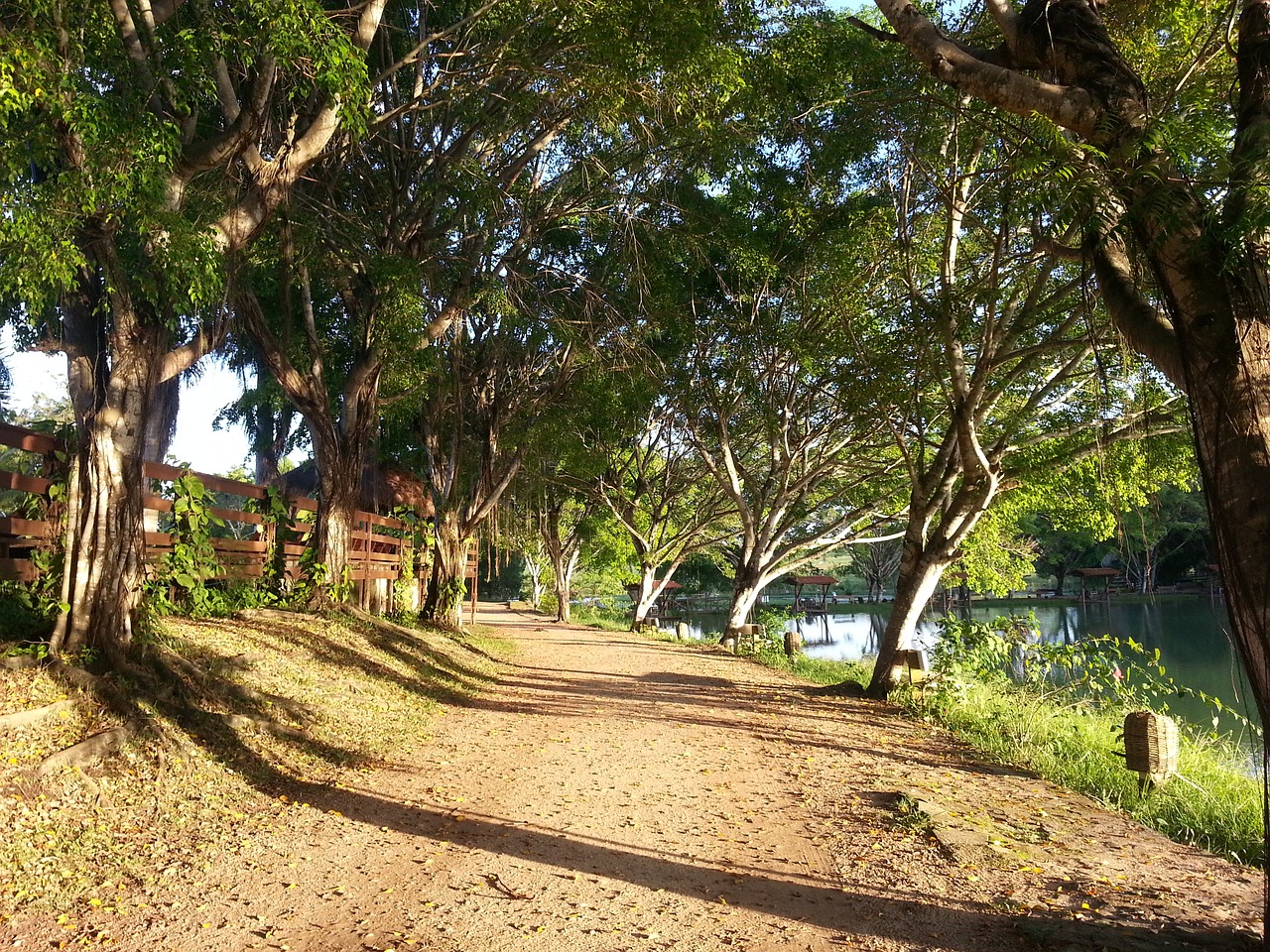 path road trees free photo