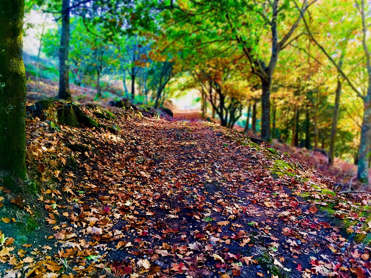 path leaves forest free photo