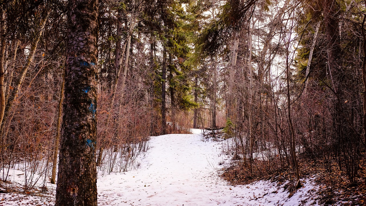 path forest snow free photo