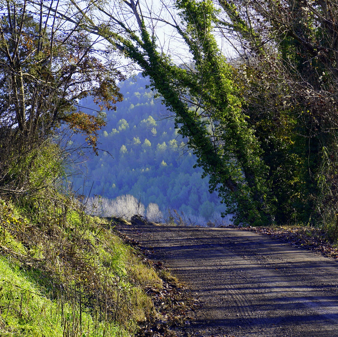 path rural trail free photo