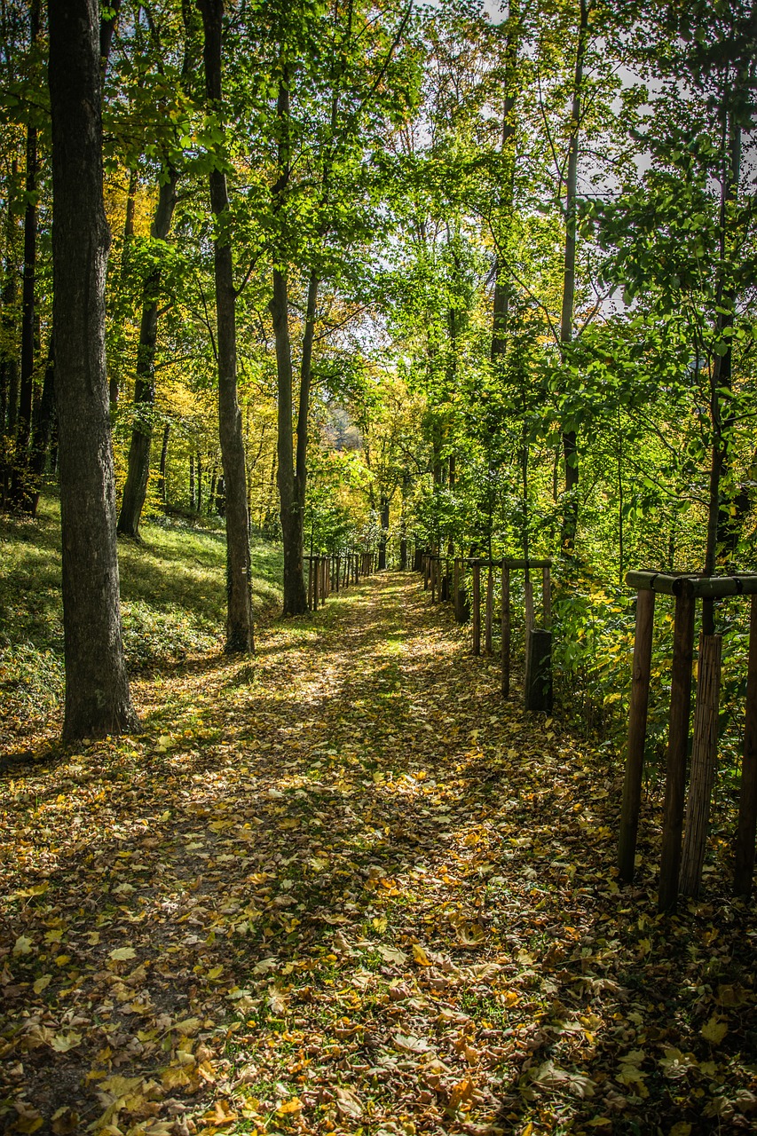 path autumn trees free photo