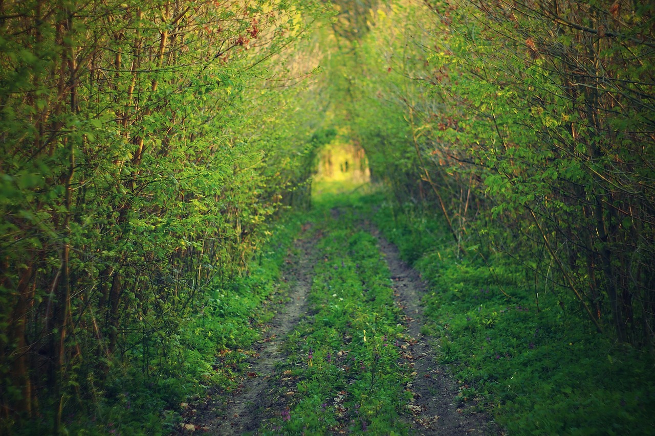 path  forest  green free photo