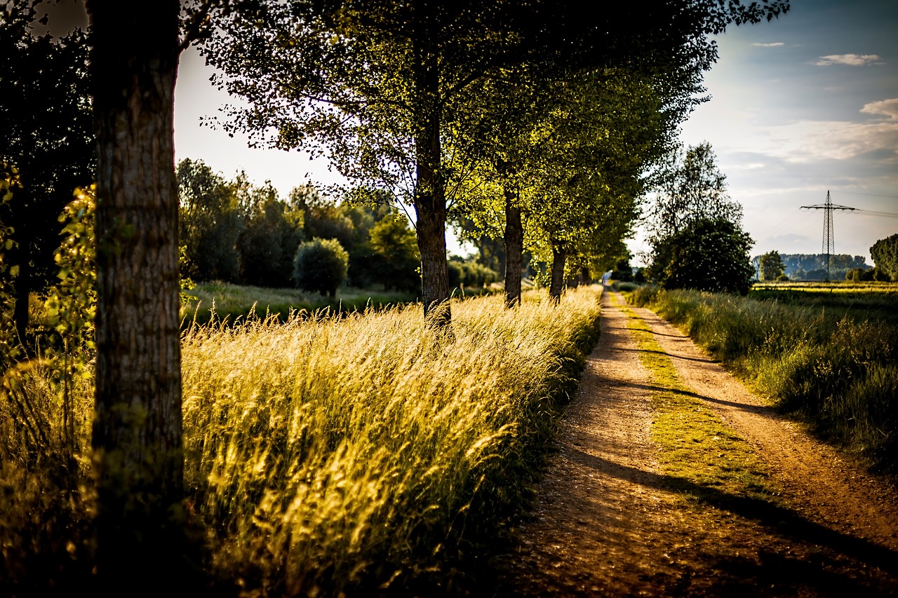 path  sunset  landscape free photo