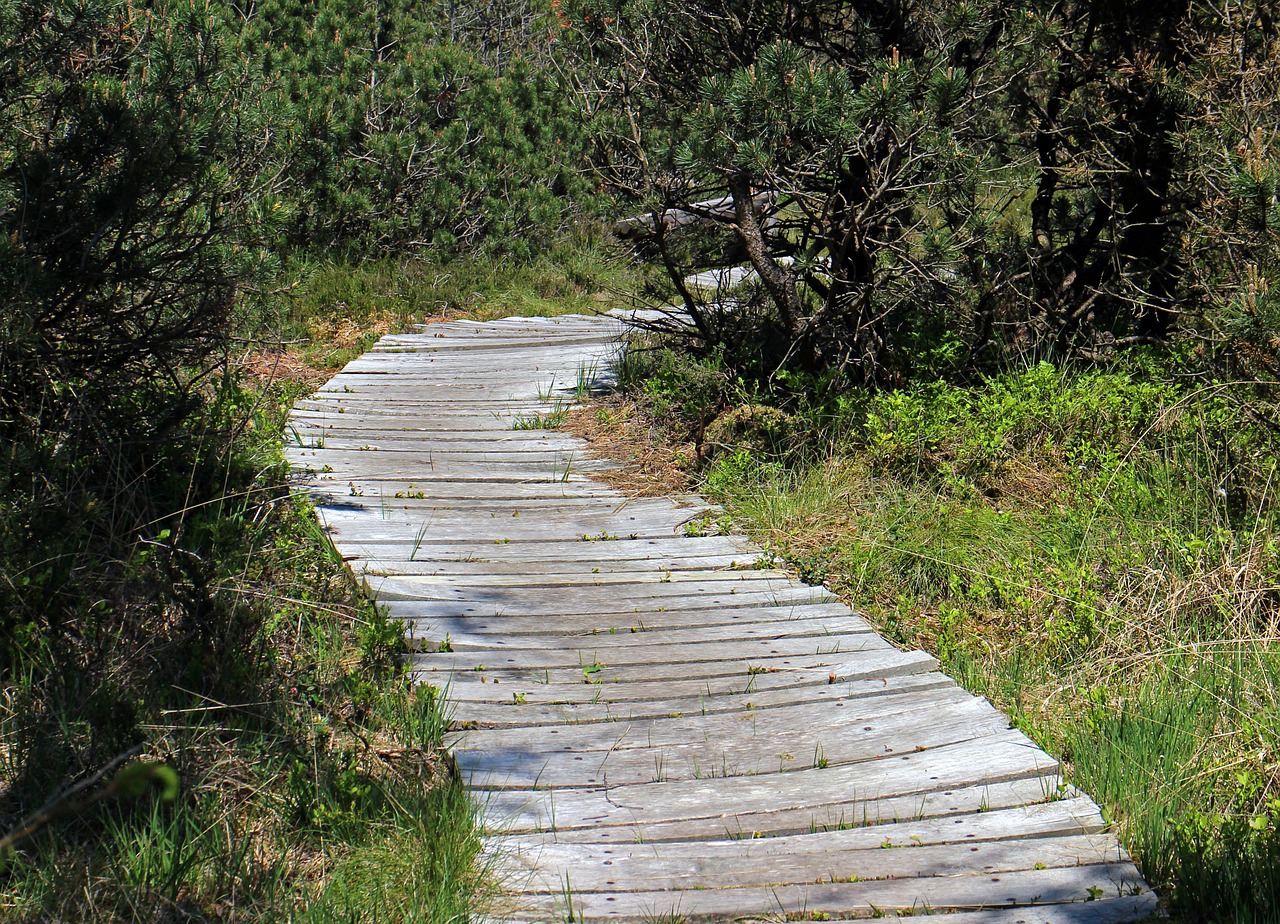 path wooden track away free photo