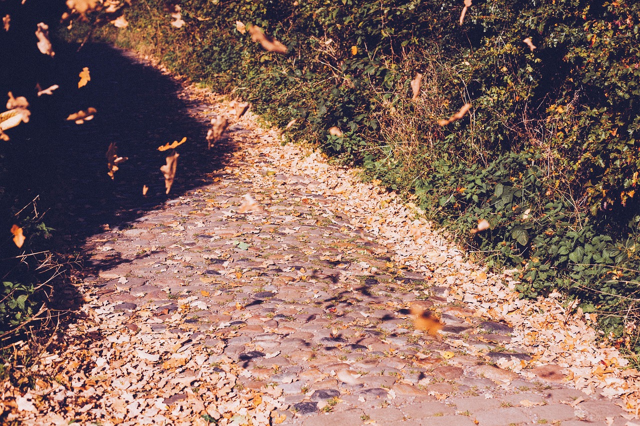 path field path nature free photo