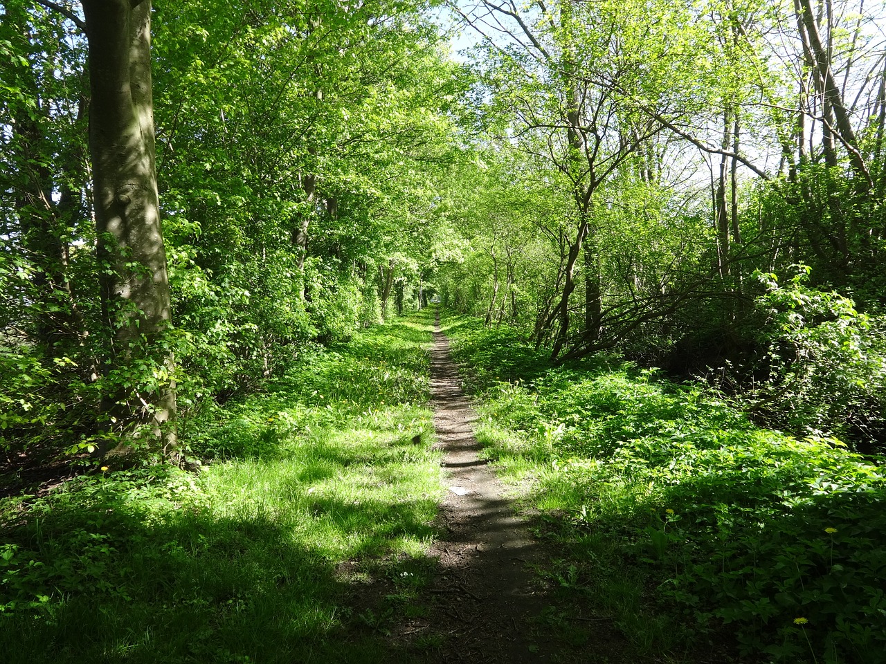 path  landscape  walk free photo