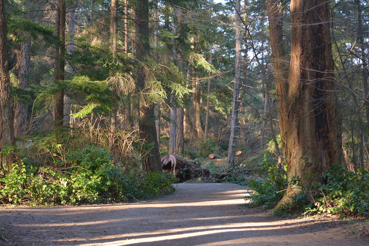 path  forest  hiking free photo