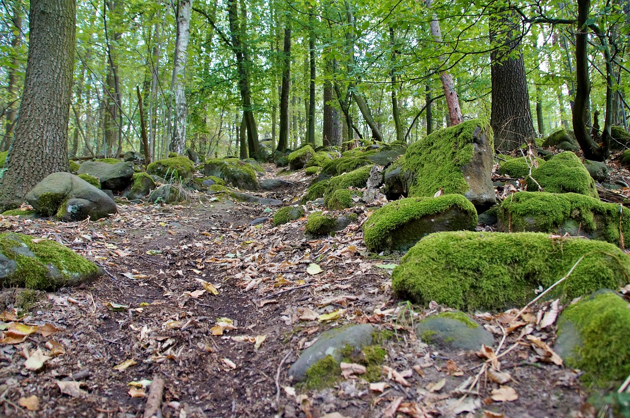 path  forest  in the forest free photo