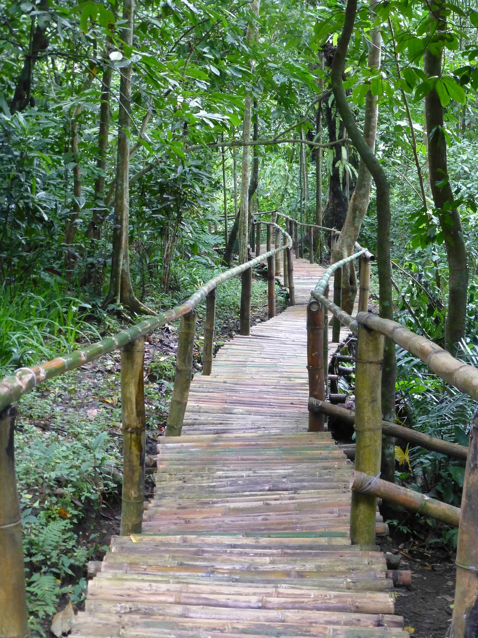 path  trees  forest free photo