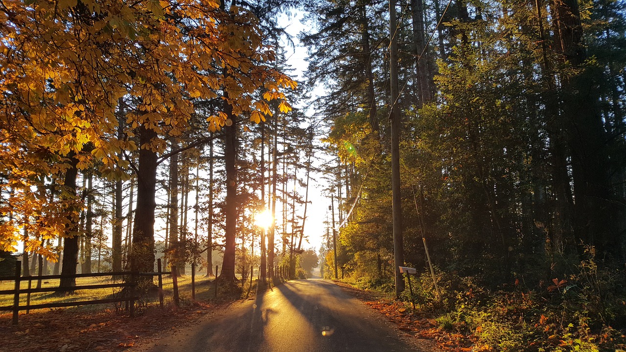 path  forest  nature free photo