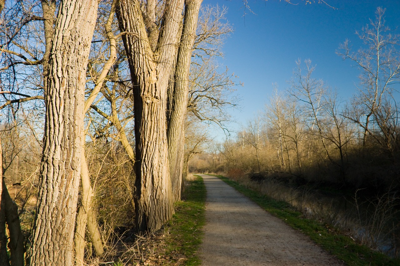 path  fall  nature free photo