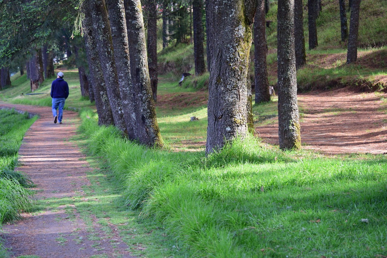 path  walk  trees free photo