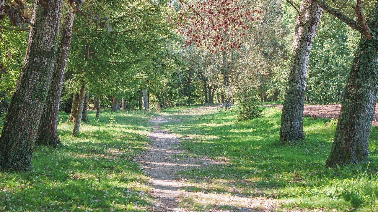 path  forest  trees free photo