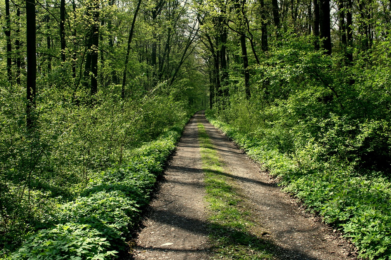 path trees forest road free photo