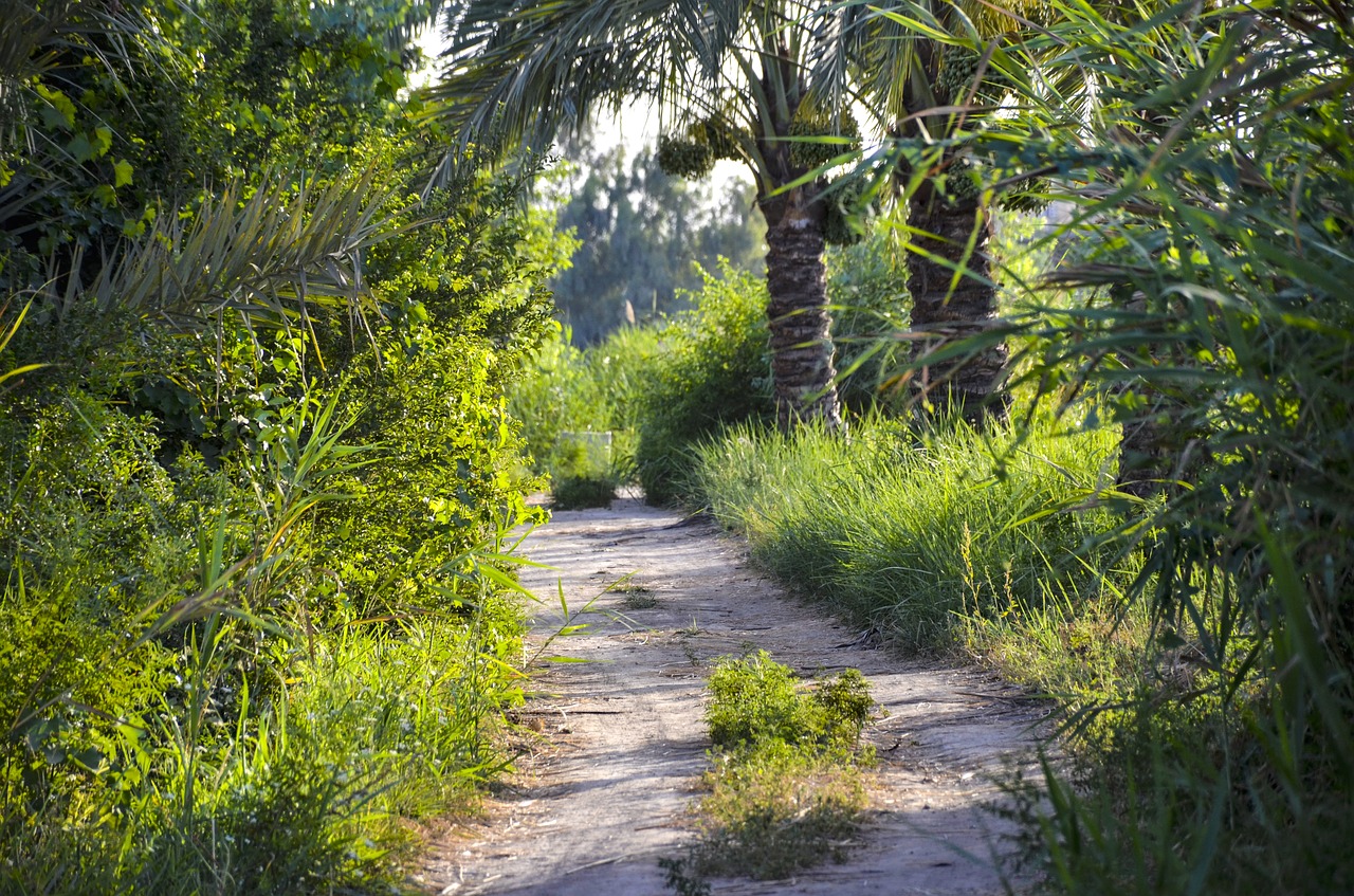 path  forest  trees free photo