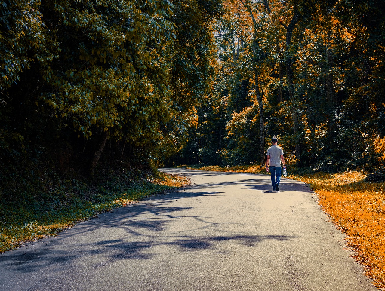 path  florest  walk in road free photo