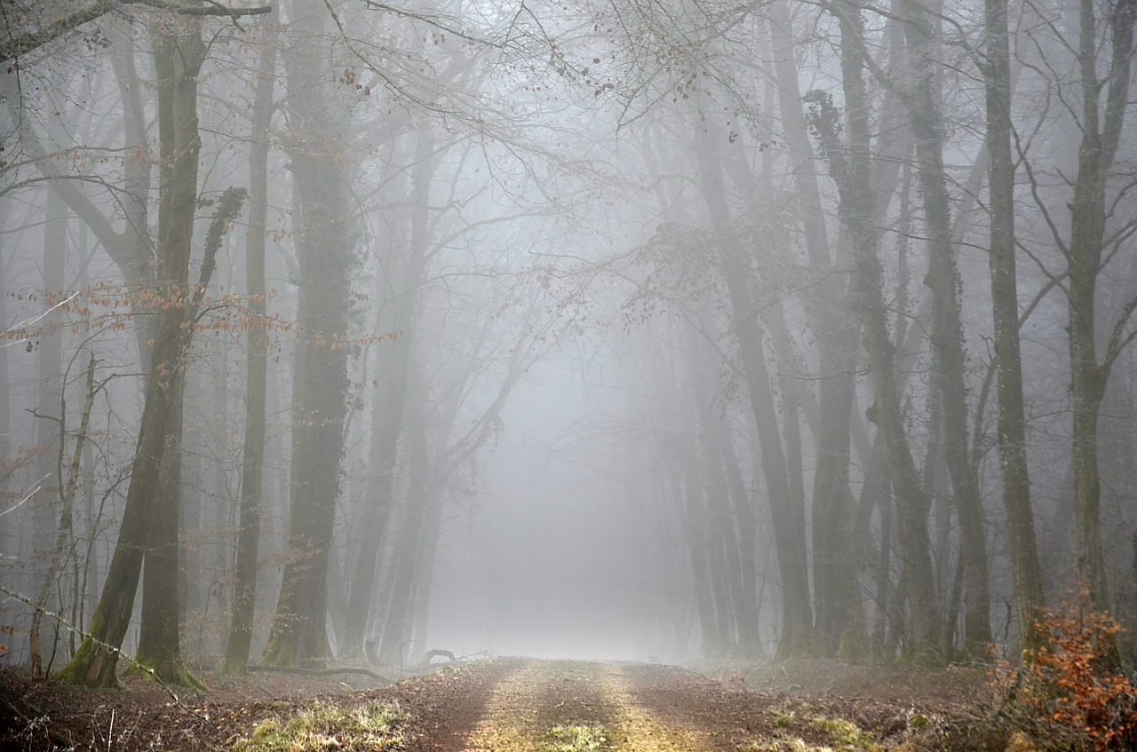 path  forest  winter free photo