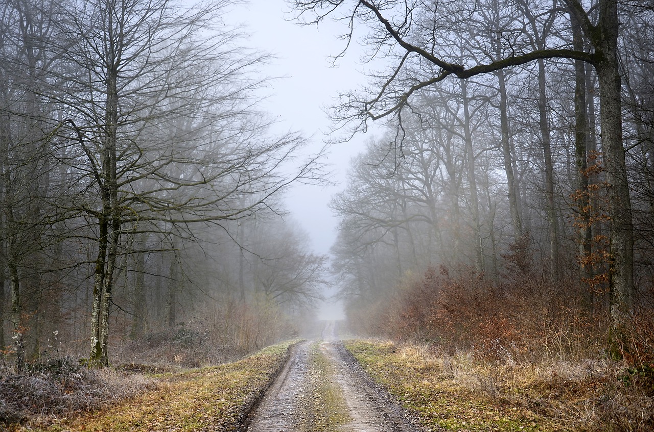 path  forest  winter free photo