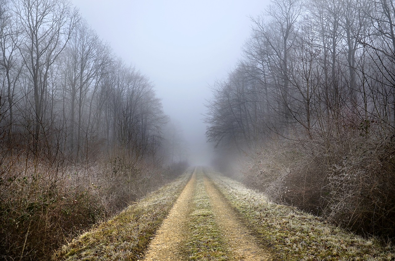 path  forest  winter free photo