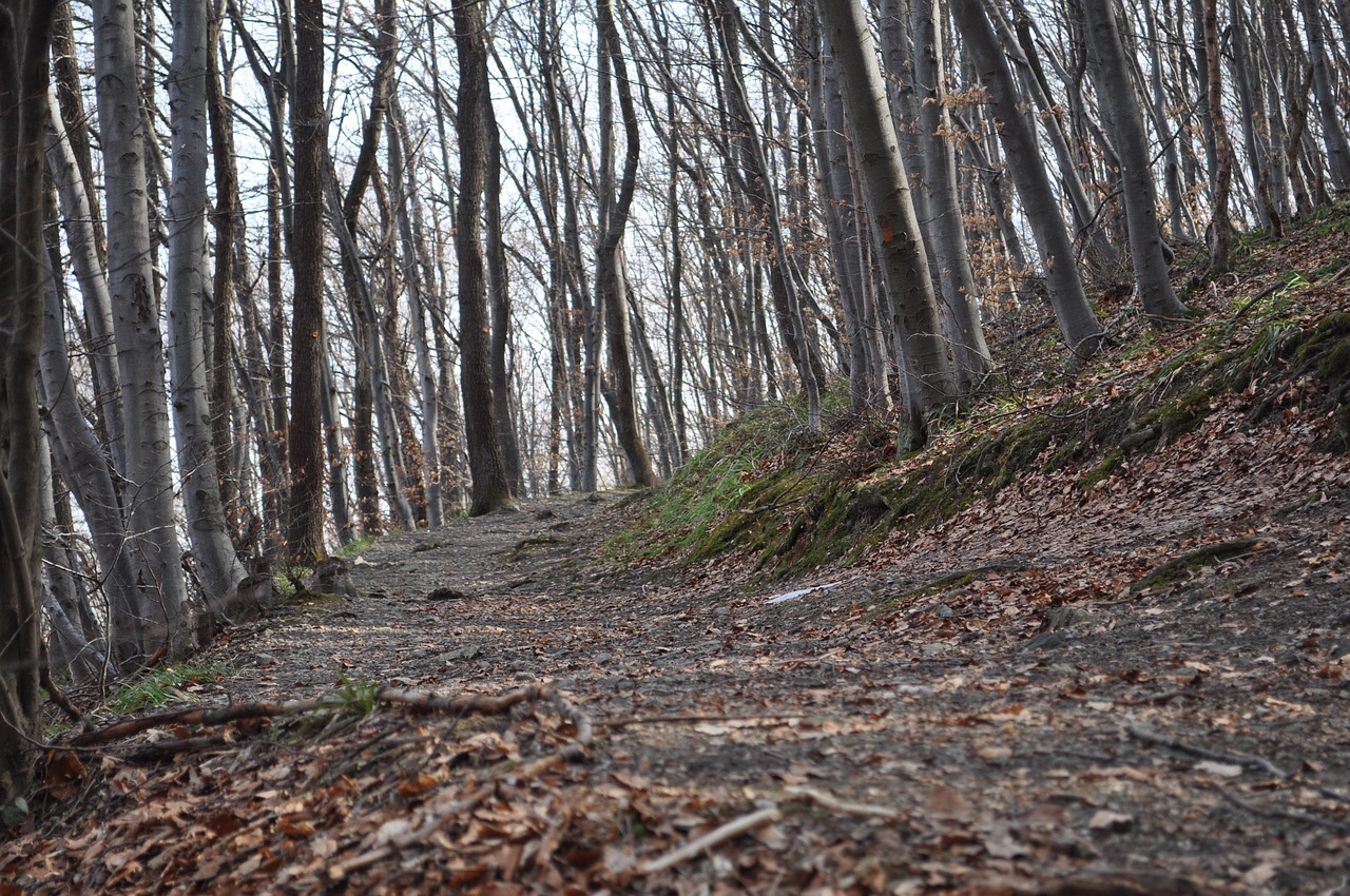 path  hiking  trail free photo