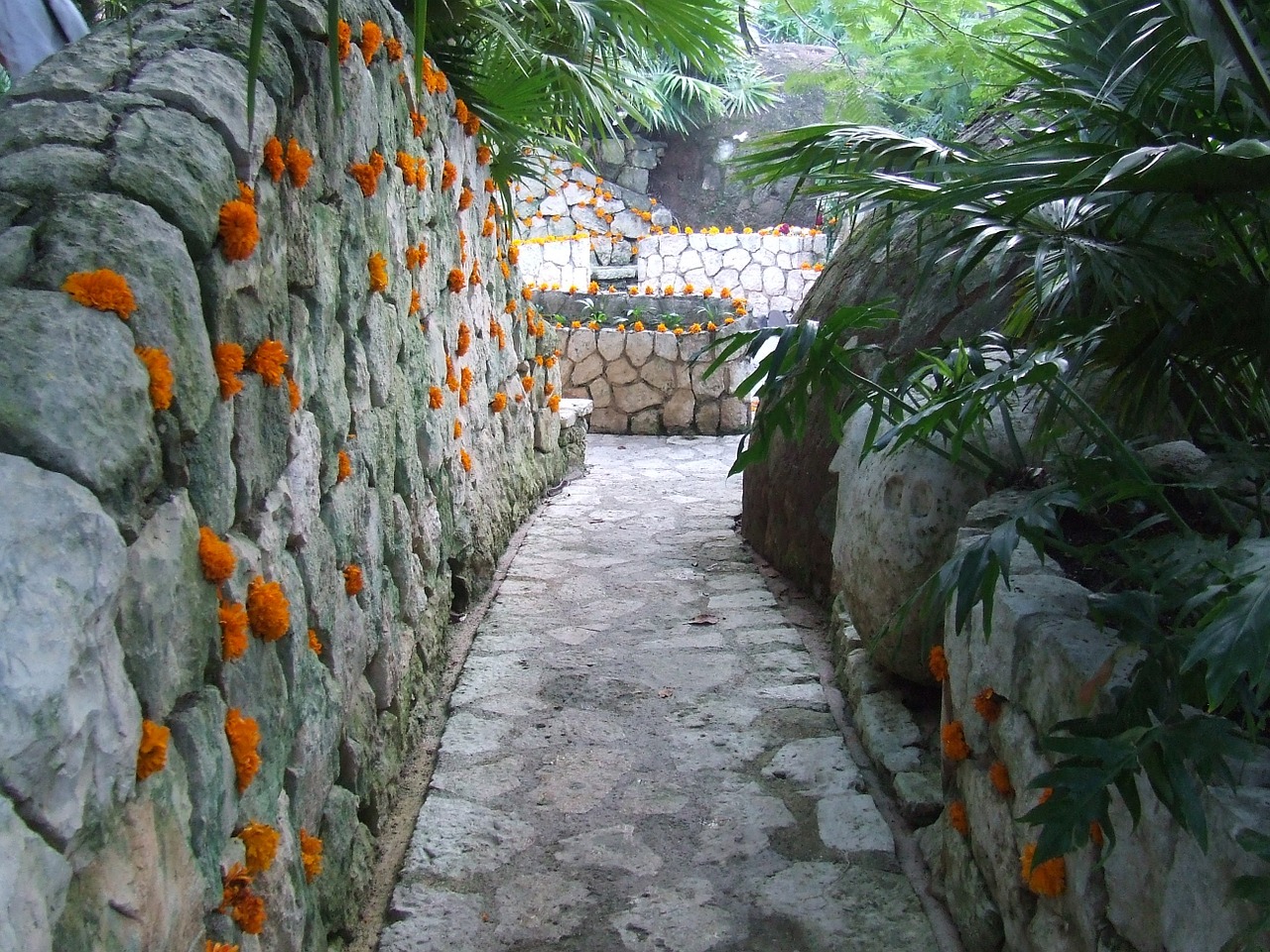 path marigolds flower free photo