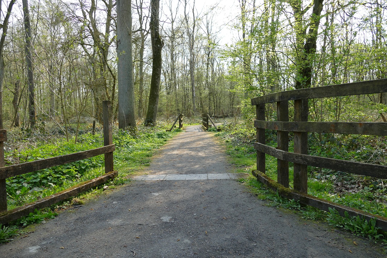 path  forest  trees free photo