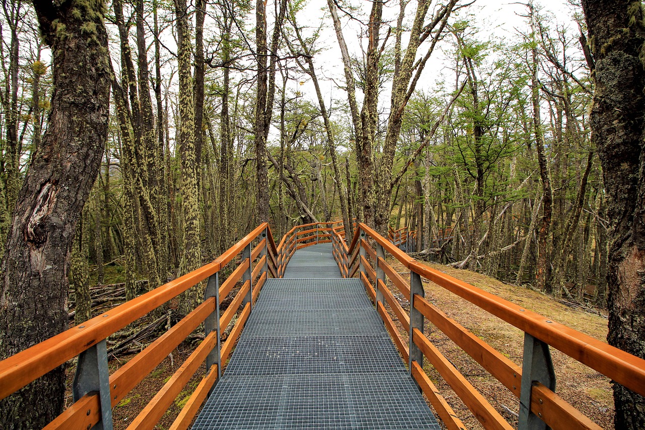 Tree path. Китай лес прогулочные тропы. Детарокаркус троп дерево. Биббулмун. Тропа Биббулмун река Доннелли.